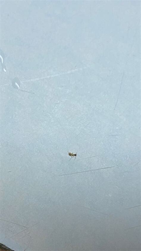 屋企 突然 好多螞蟻